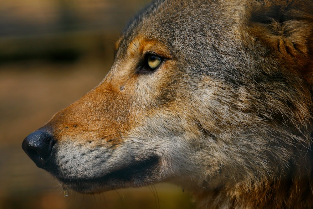 a close up of a raccoon's face