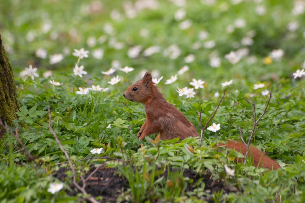 a squirrel in the grass