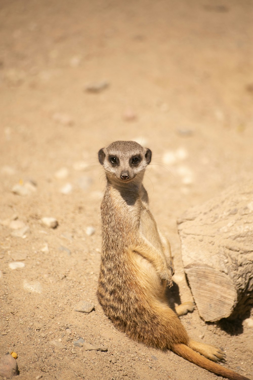 a small animal sitting on the ground