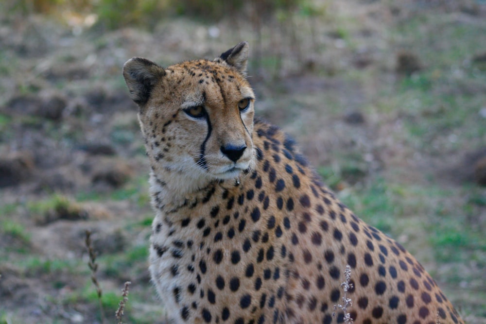 a cheetah lying down