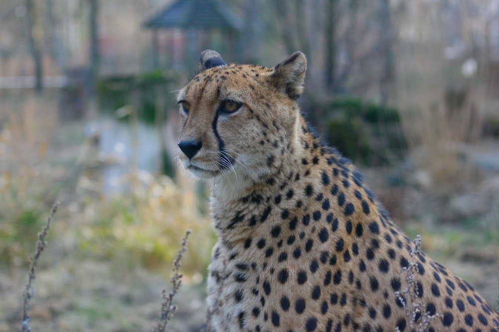 a cheetah lying down