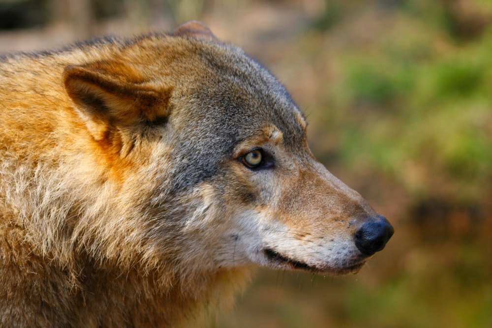 a brown and white fox