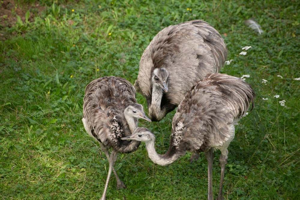 a group of birds walking on grass