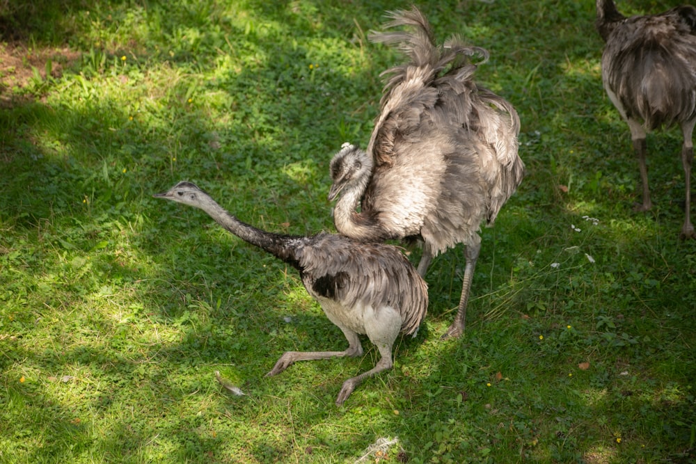 a group of ostriches walking on grass