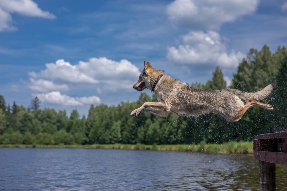 a dog jumping into a lake