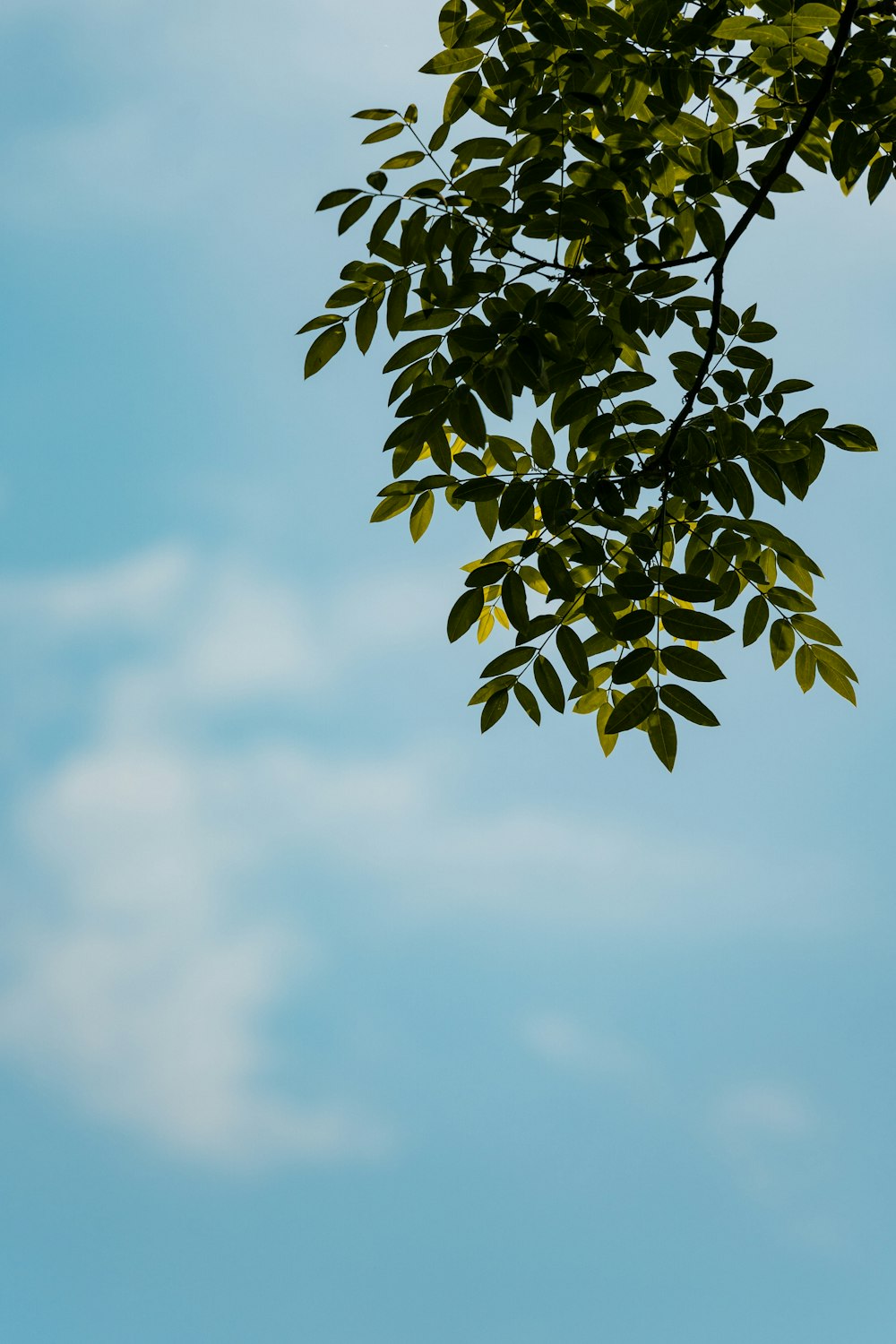 un albero con le foglie