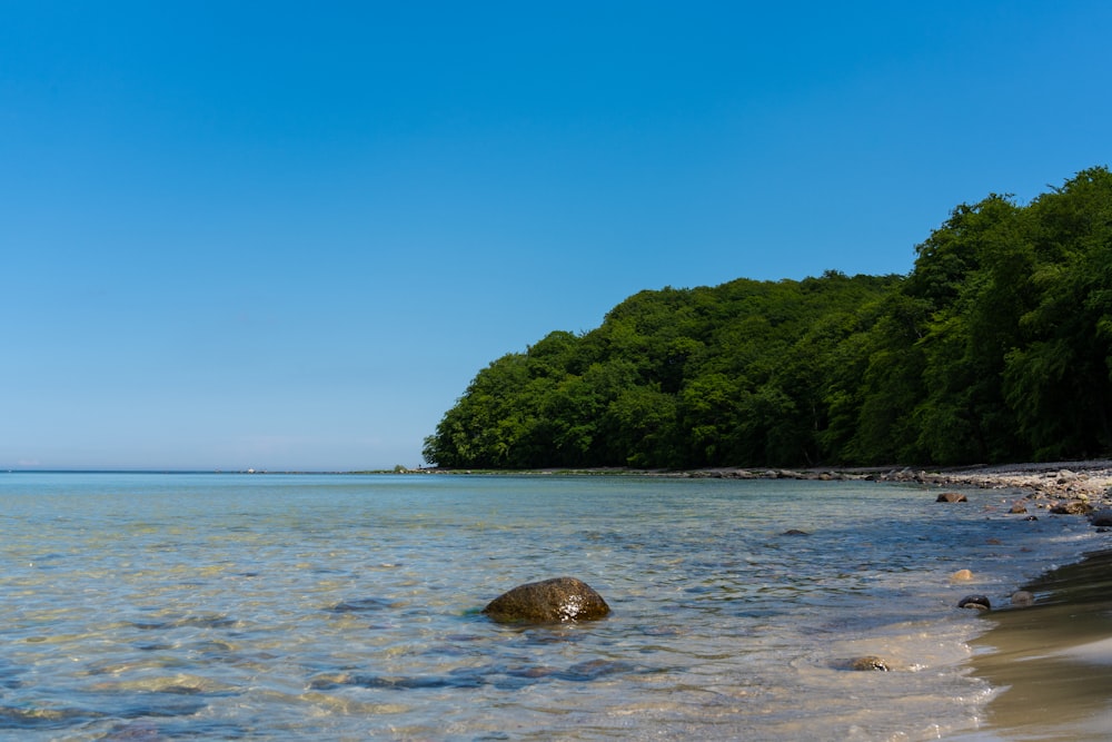 a beach with trees and rocks