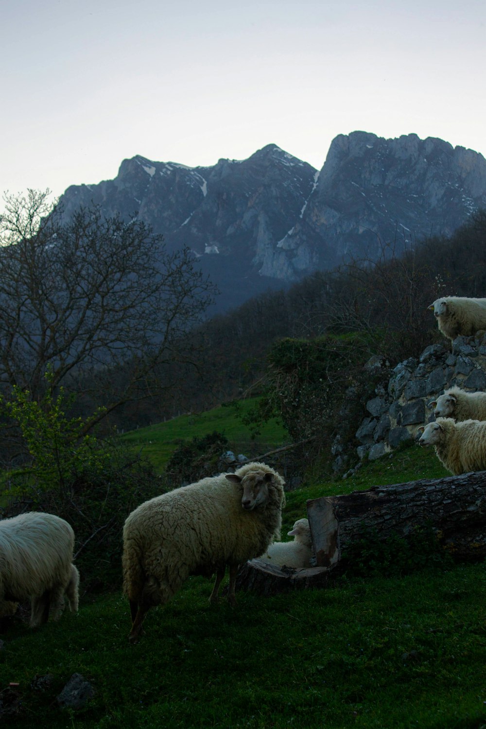 a group of sheep on a hill