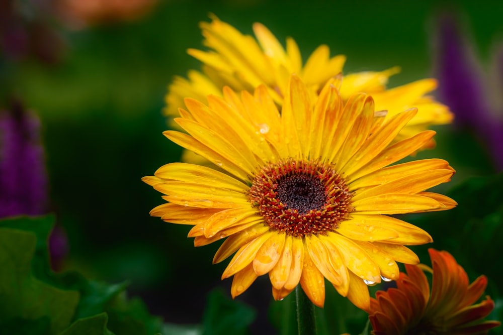 a close up of a yellow flower