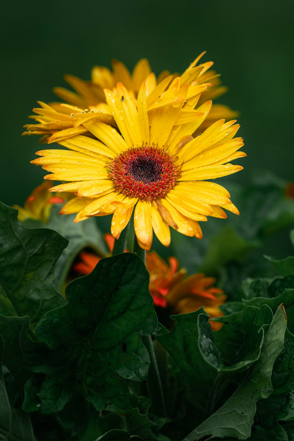 a yellow flower with green leaves