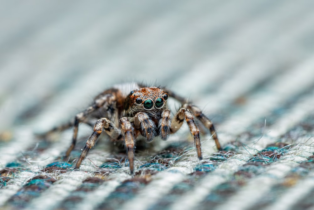 a close up of a spider