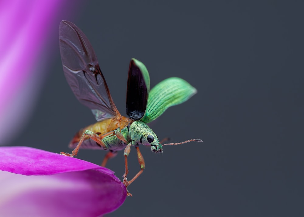 a green and brown insect on a purple flower