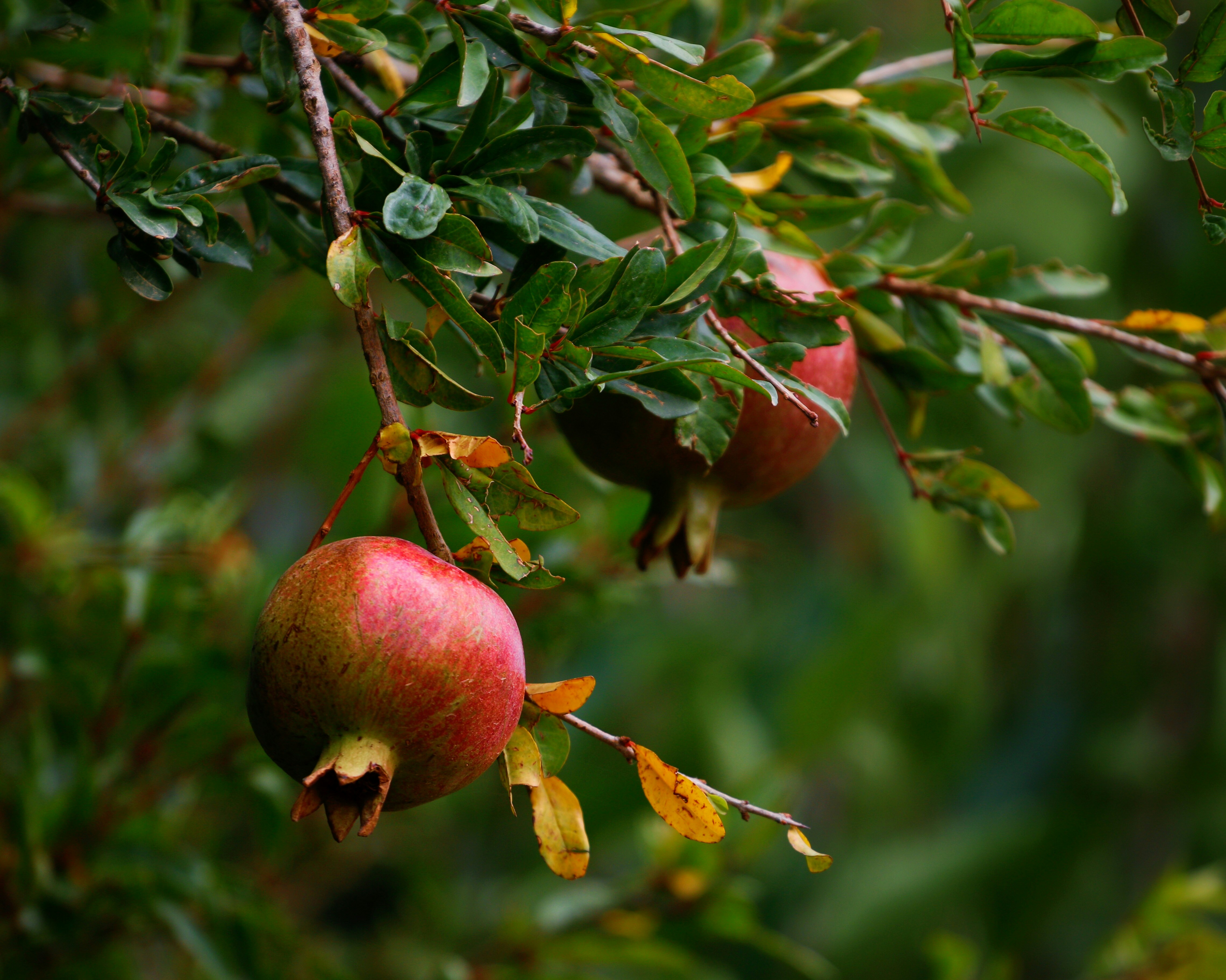 Photo by 7amad7arisi