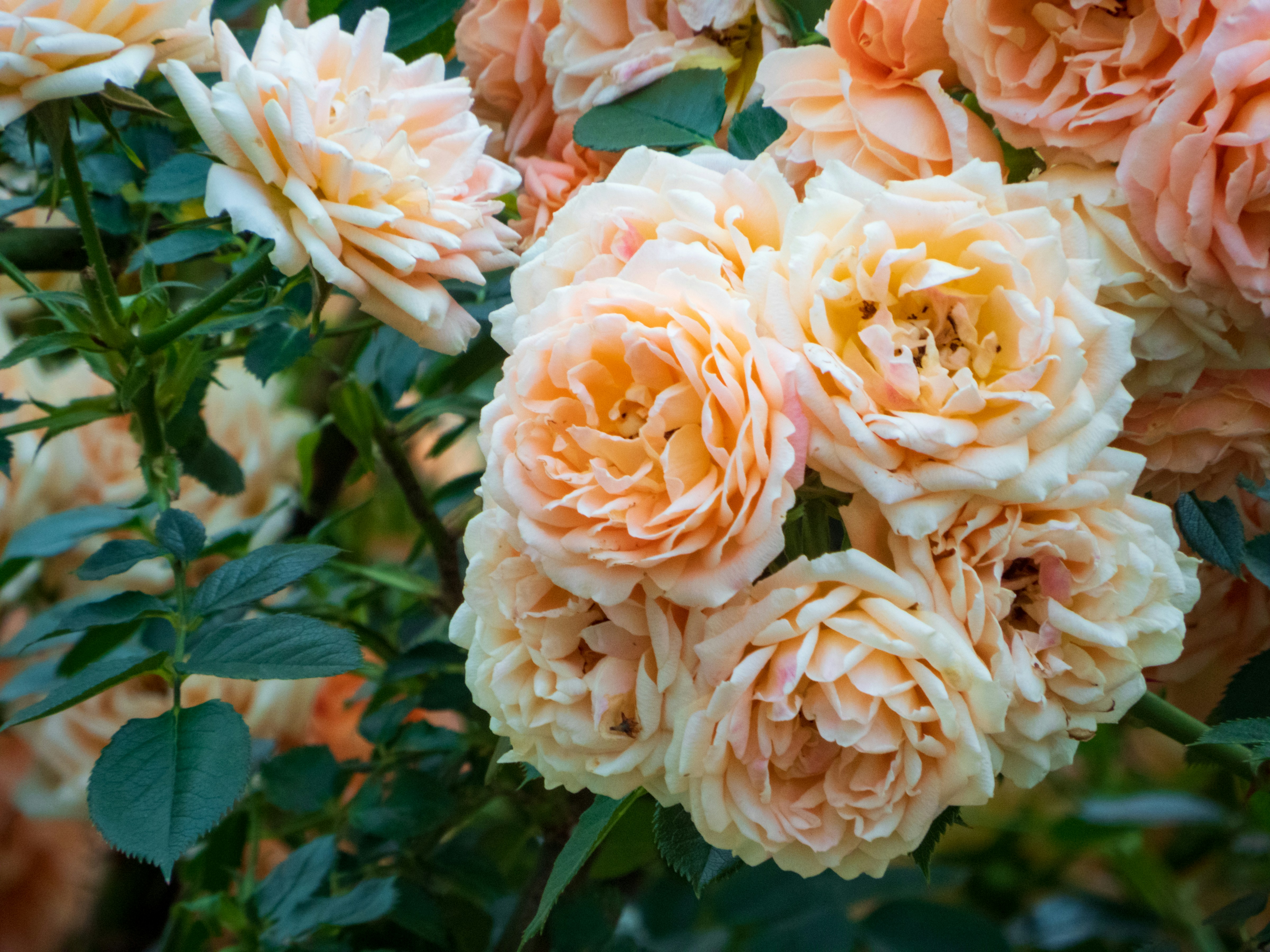 Photo by heppoko_yama