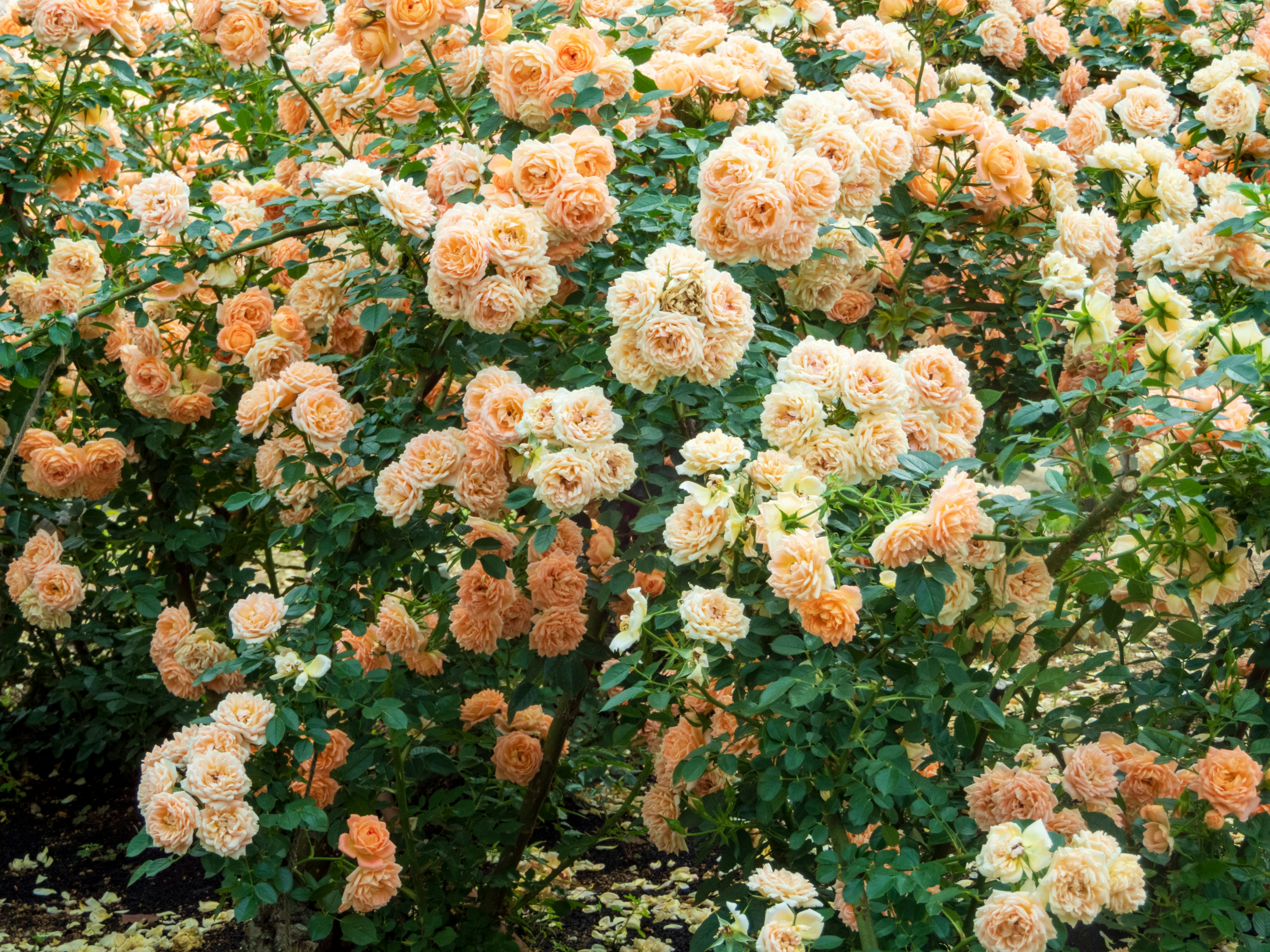 Photo by heppoko_yama