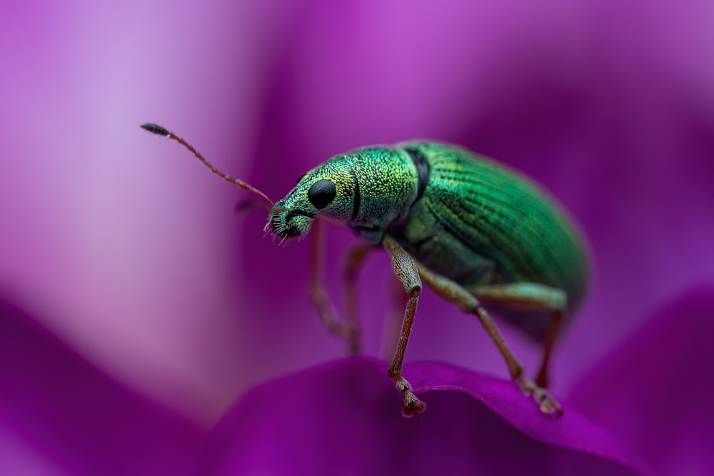 a green bug on a purple surface