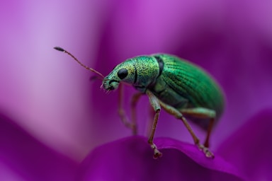 macro photography,how to photograph a green bug on a purple surface