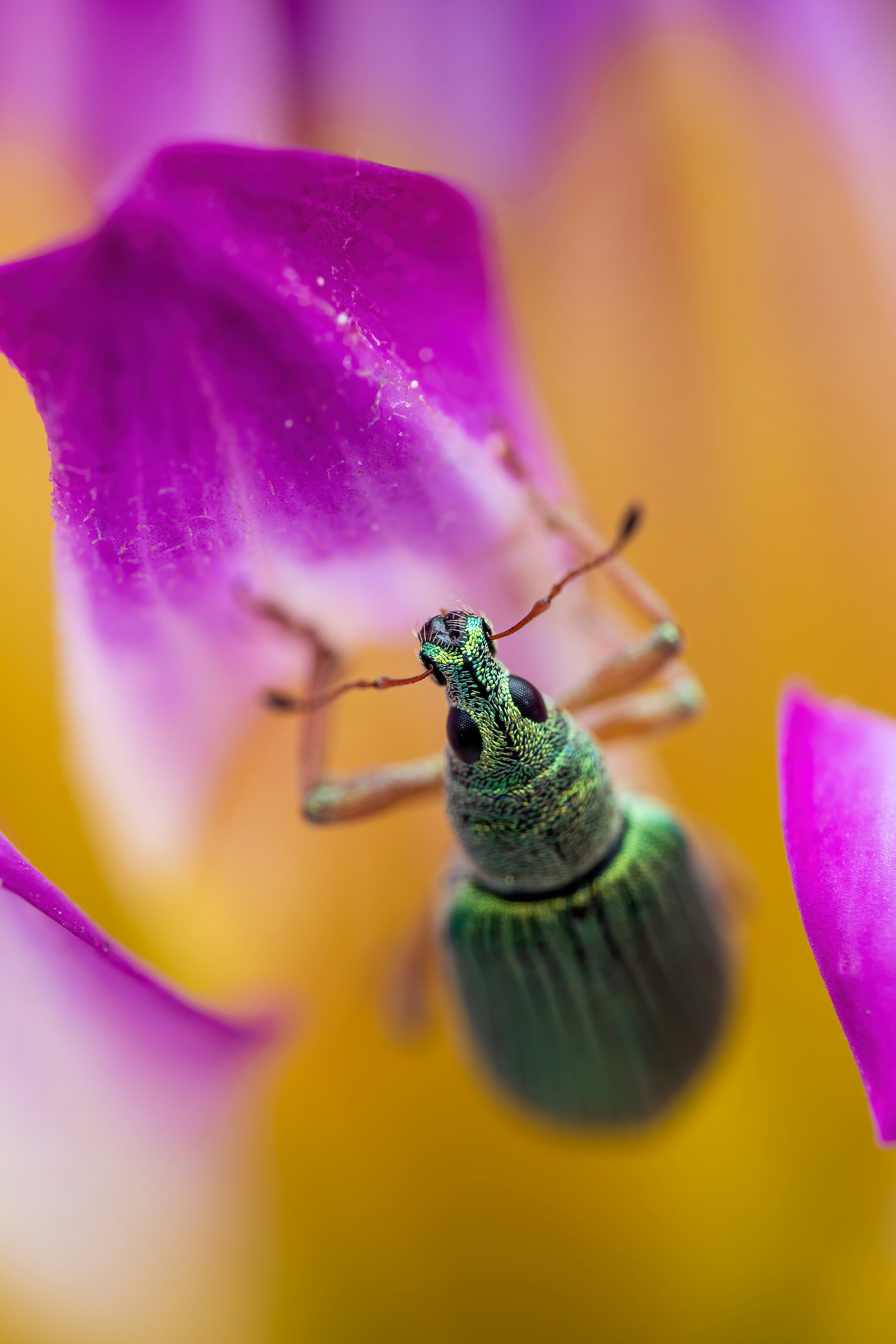 花のバグ