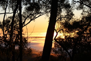Silhouetted trees against a glowing red morning sky with soft clouds.