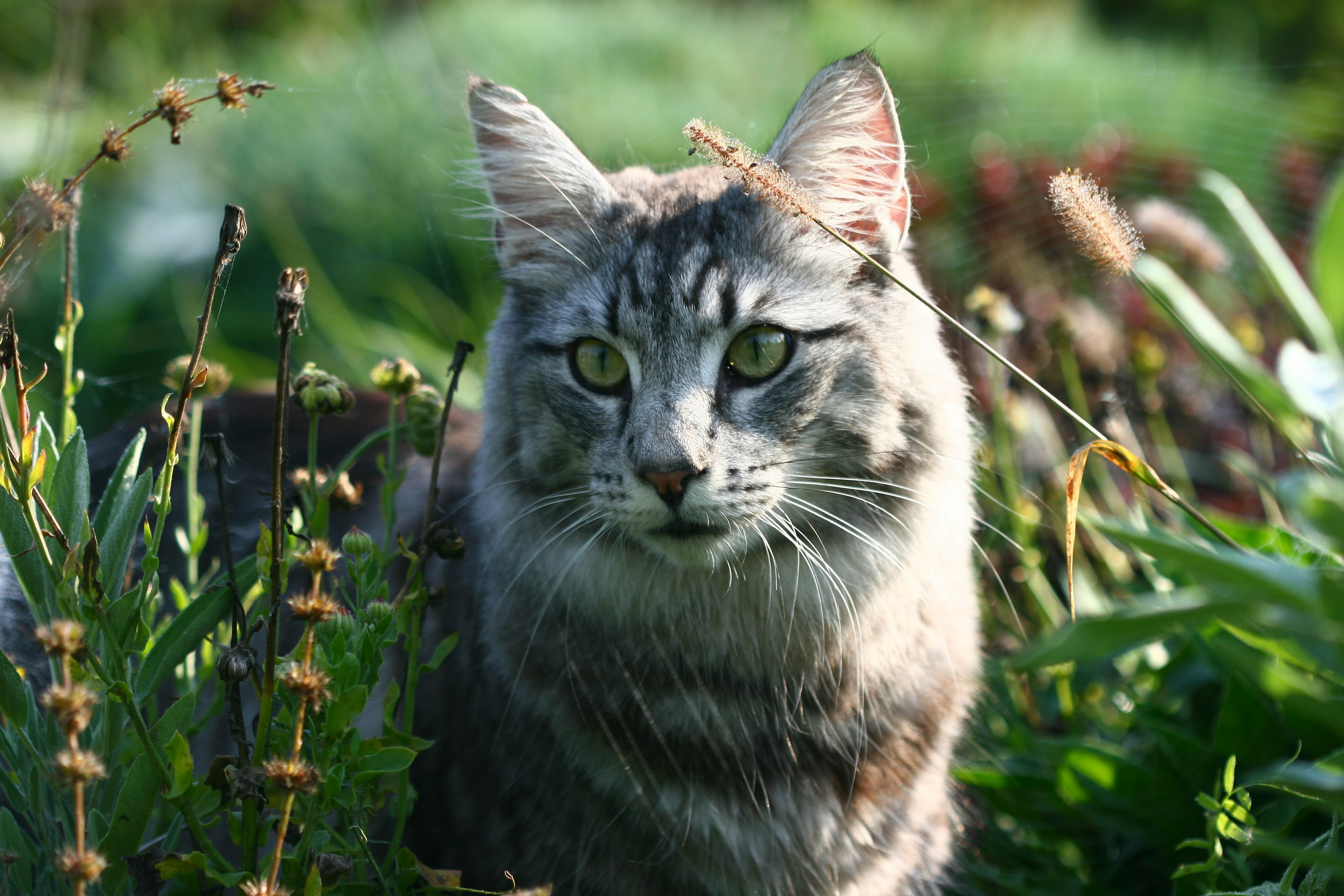 Norwegian Forest Cat: The Nature Lover (image credits: unsplash)
