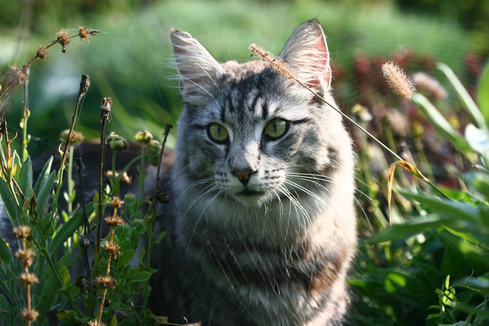 a cat in a bush