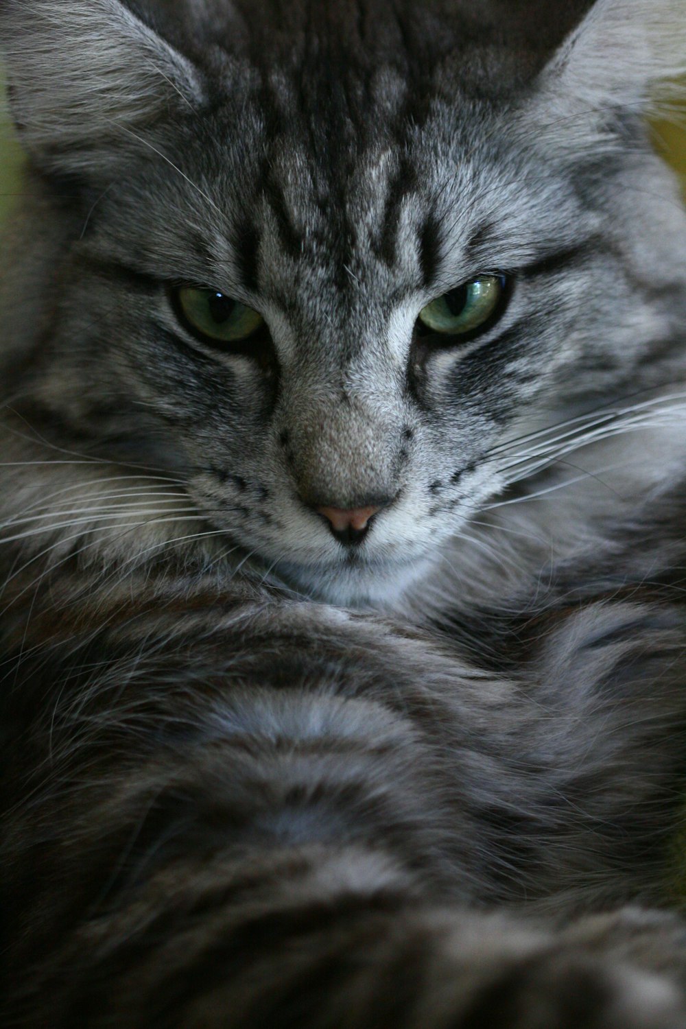 a cat with green eyes