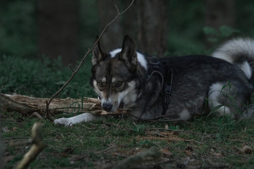 a dog lying on the ground