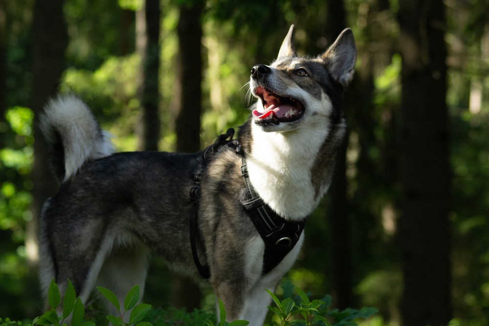 a dog standing in the woods