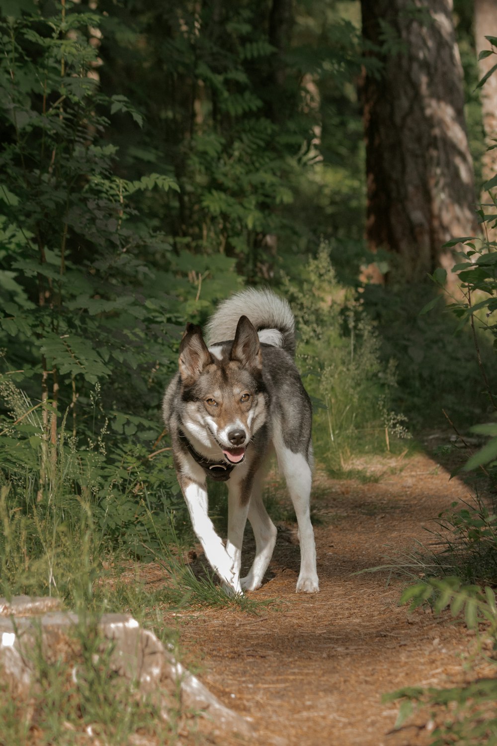 a dog running on a trail