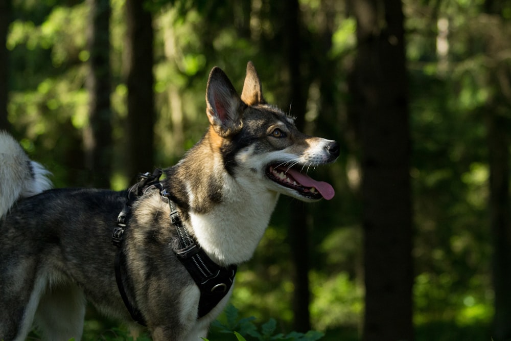 a dog with its tongue out