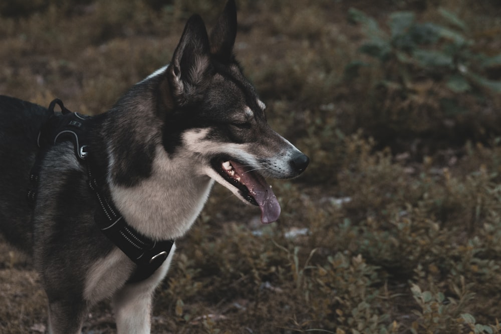 a dog with its mouth open