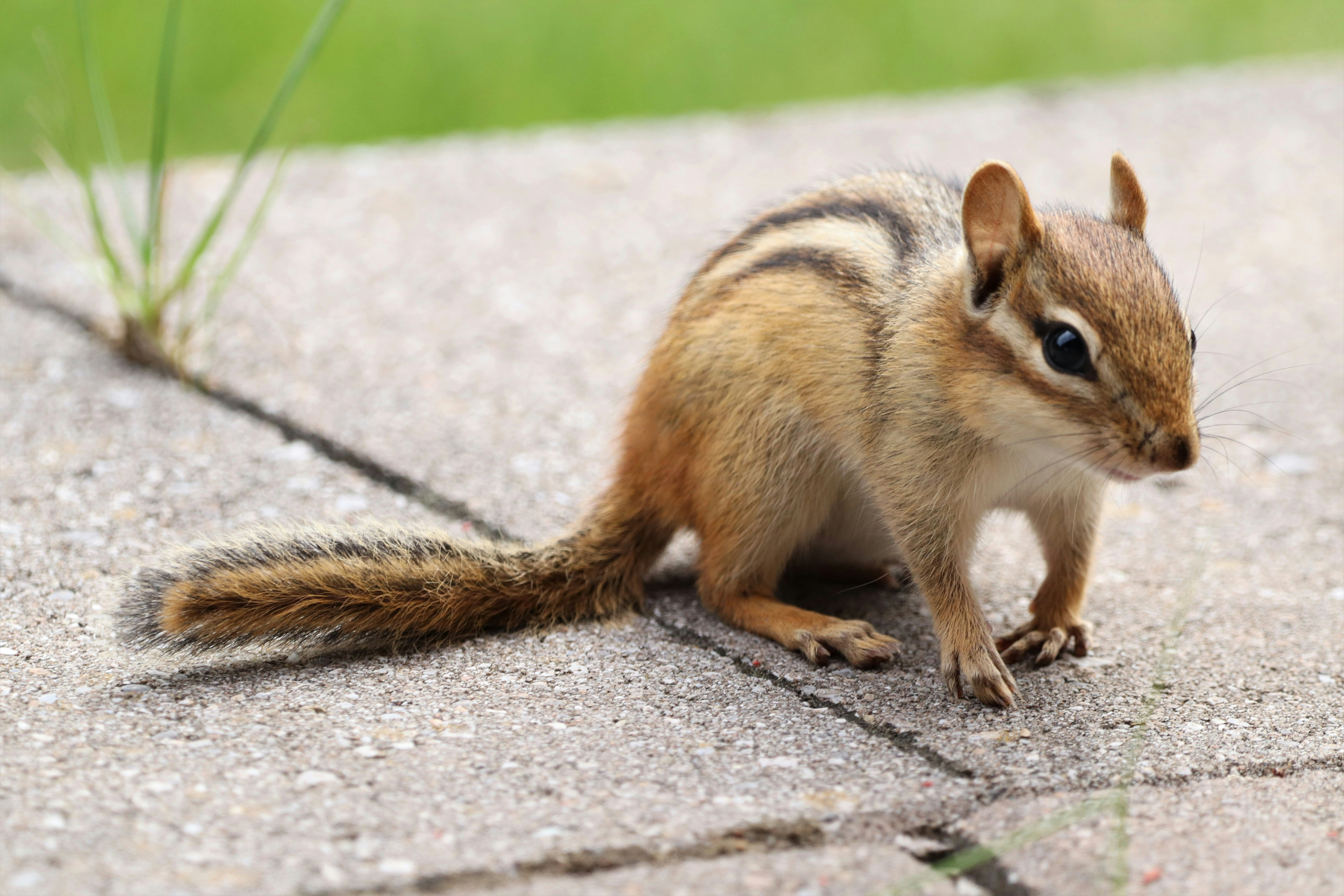 a squirrel on a sidewalk