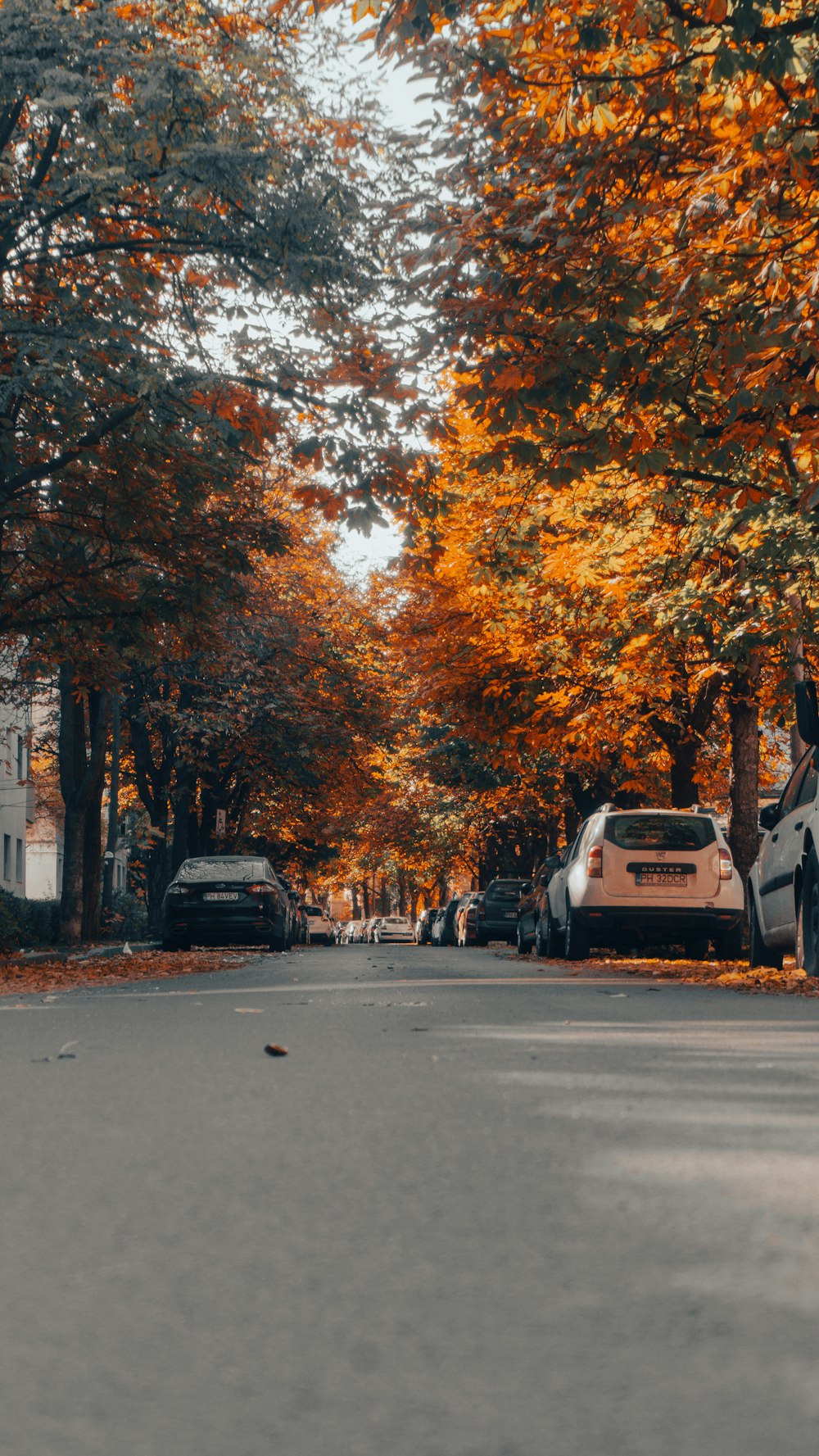 a street with cars parked on the side and trees on the side