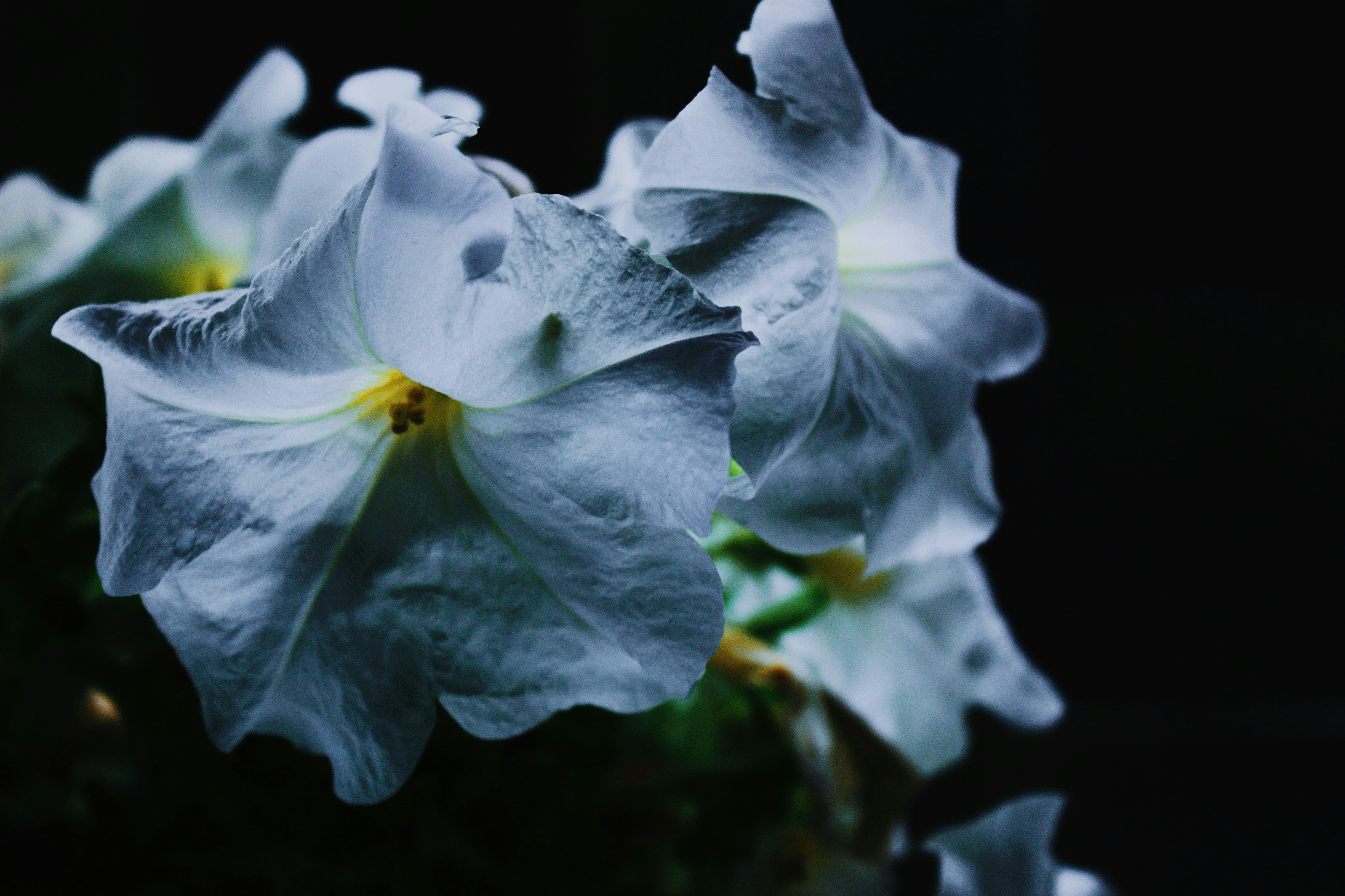 a close up of a white flower