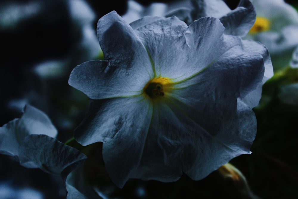 a close up of a flower