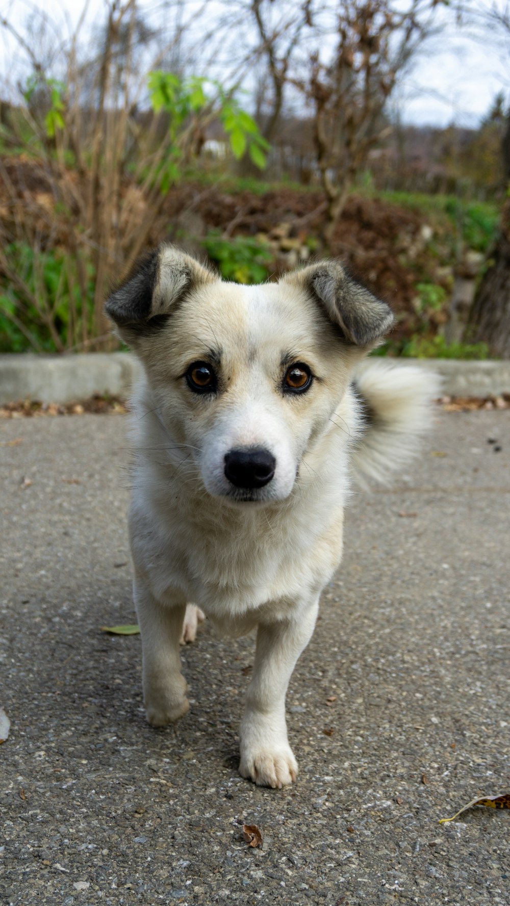 a dog standing on a gravel road