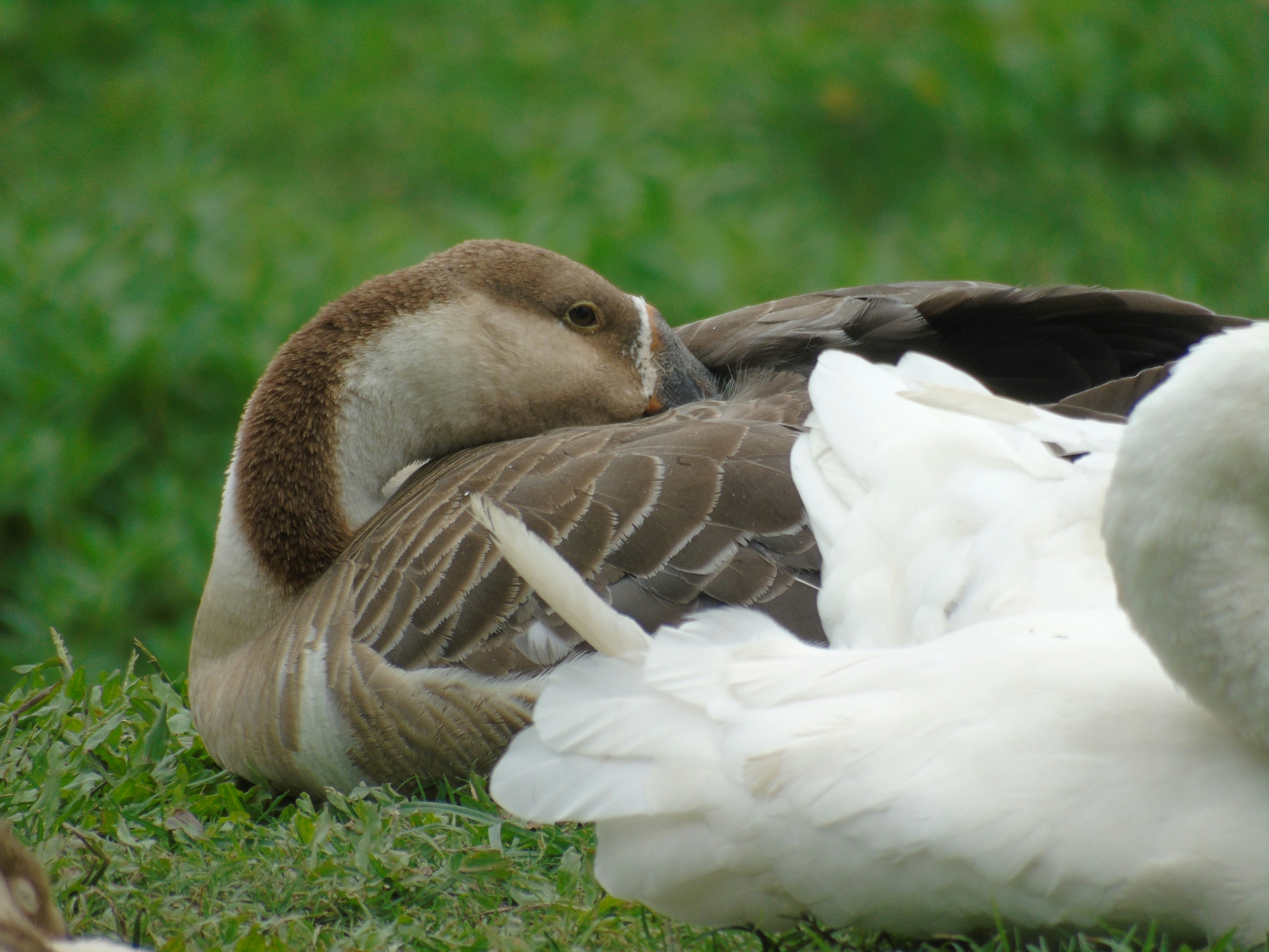 What Does A Female Duck Look Like? (Explained!) 2023 »
