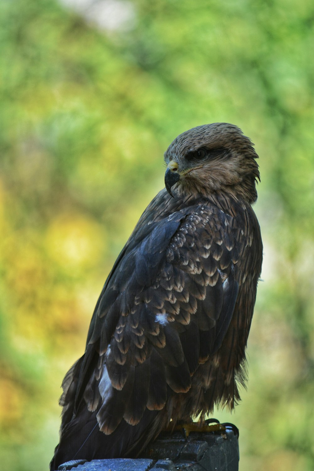 a black bird on a perch