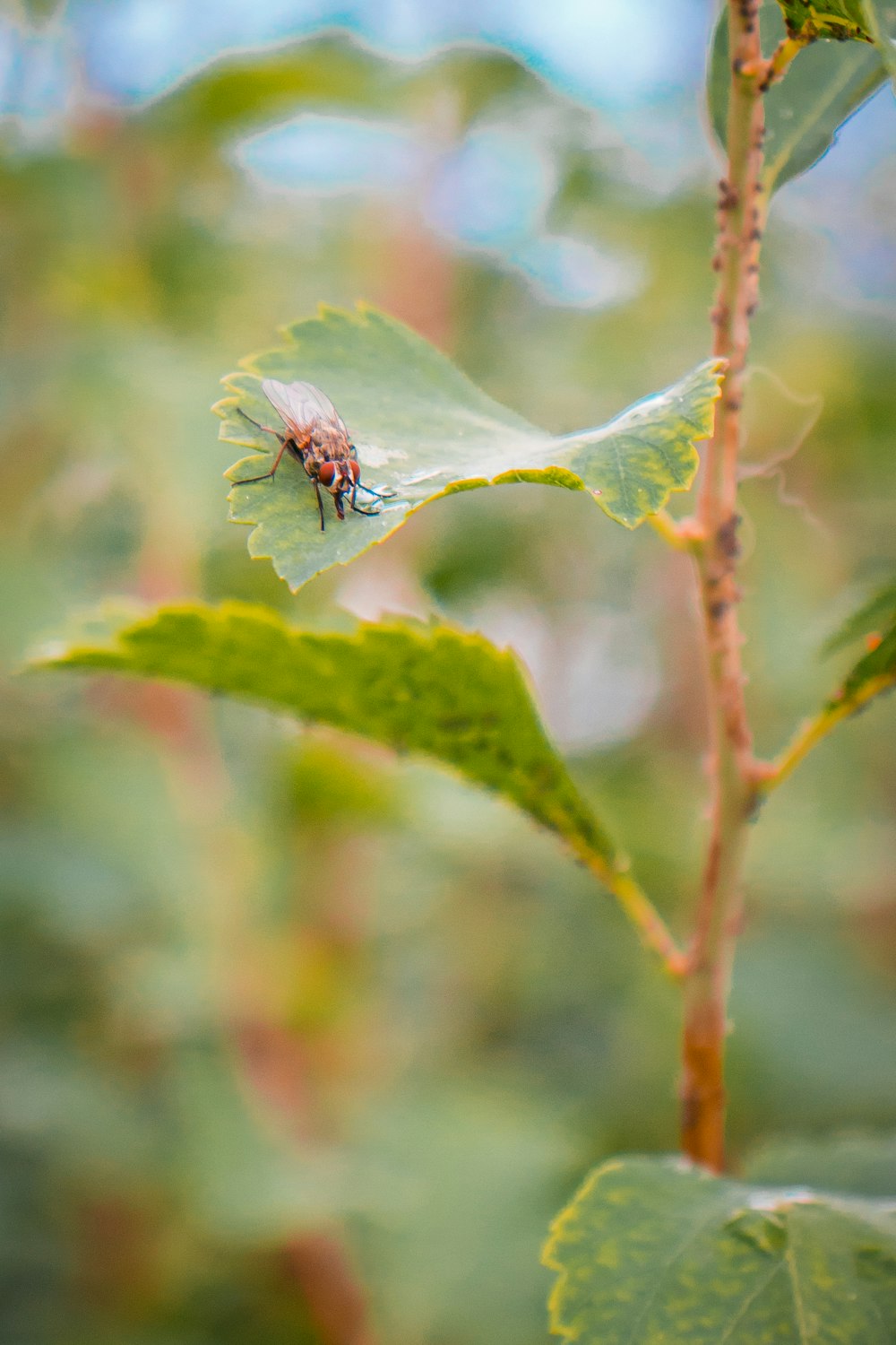 a bug on a leaf