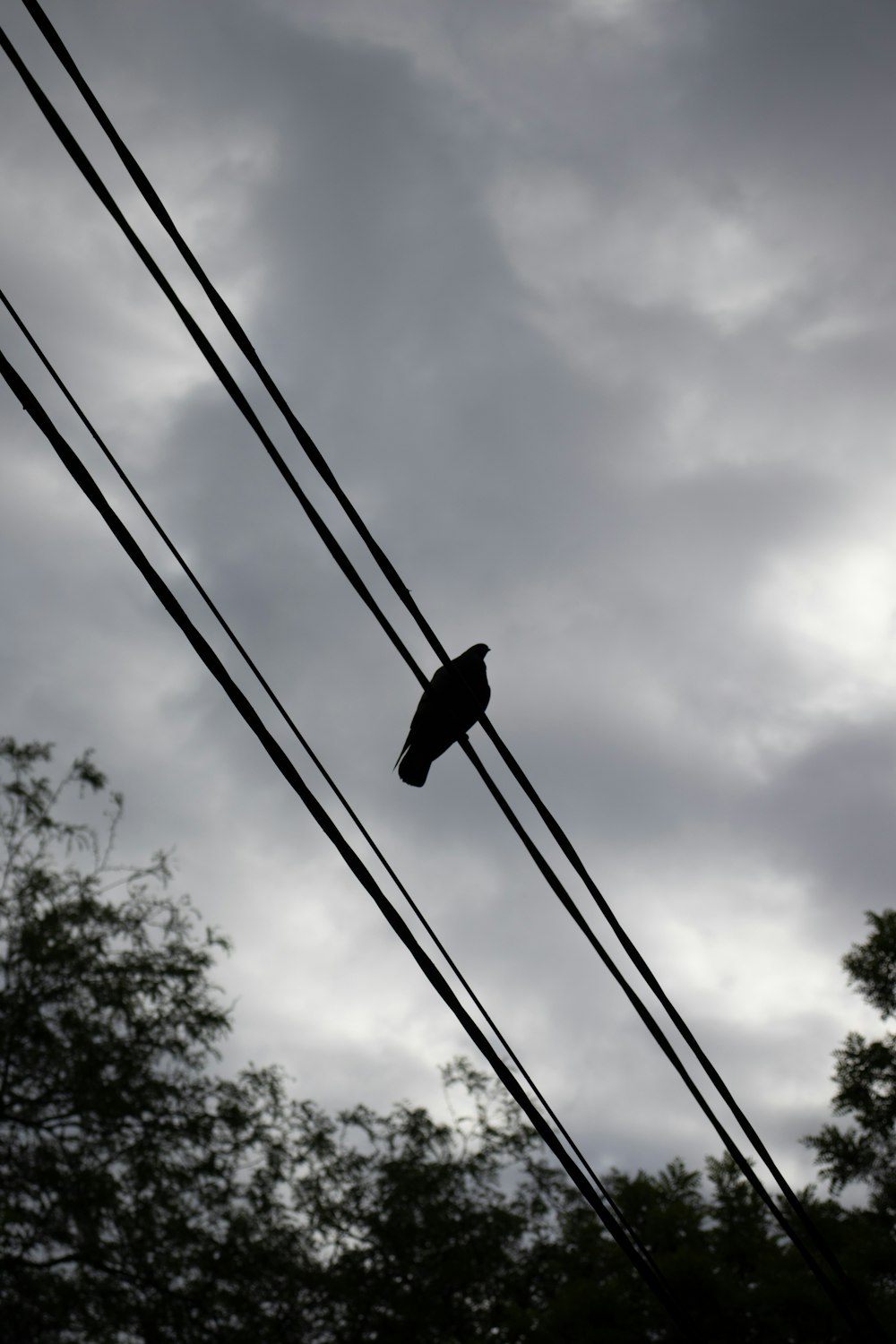 a bird on a wire