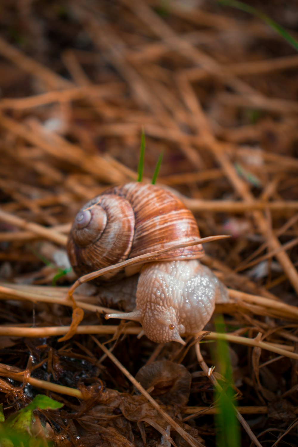 a snail on the ground