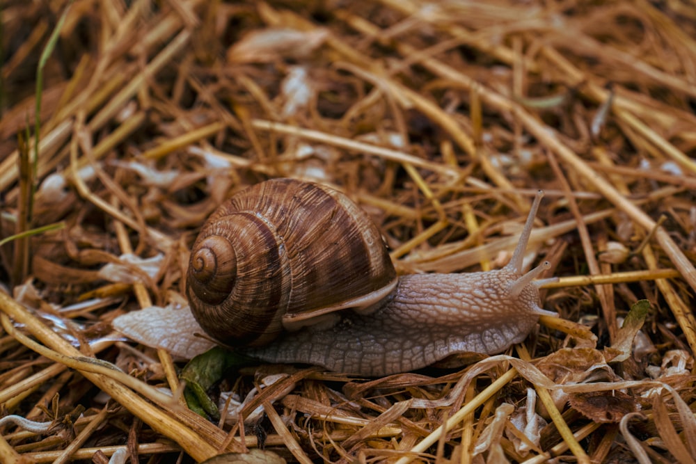 a snail on the ground