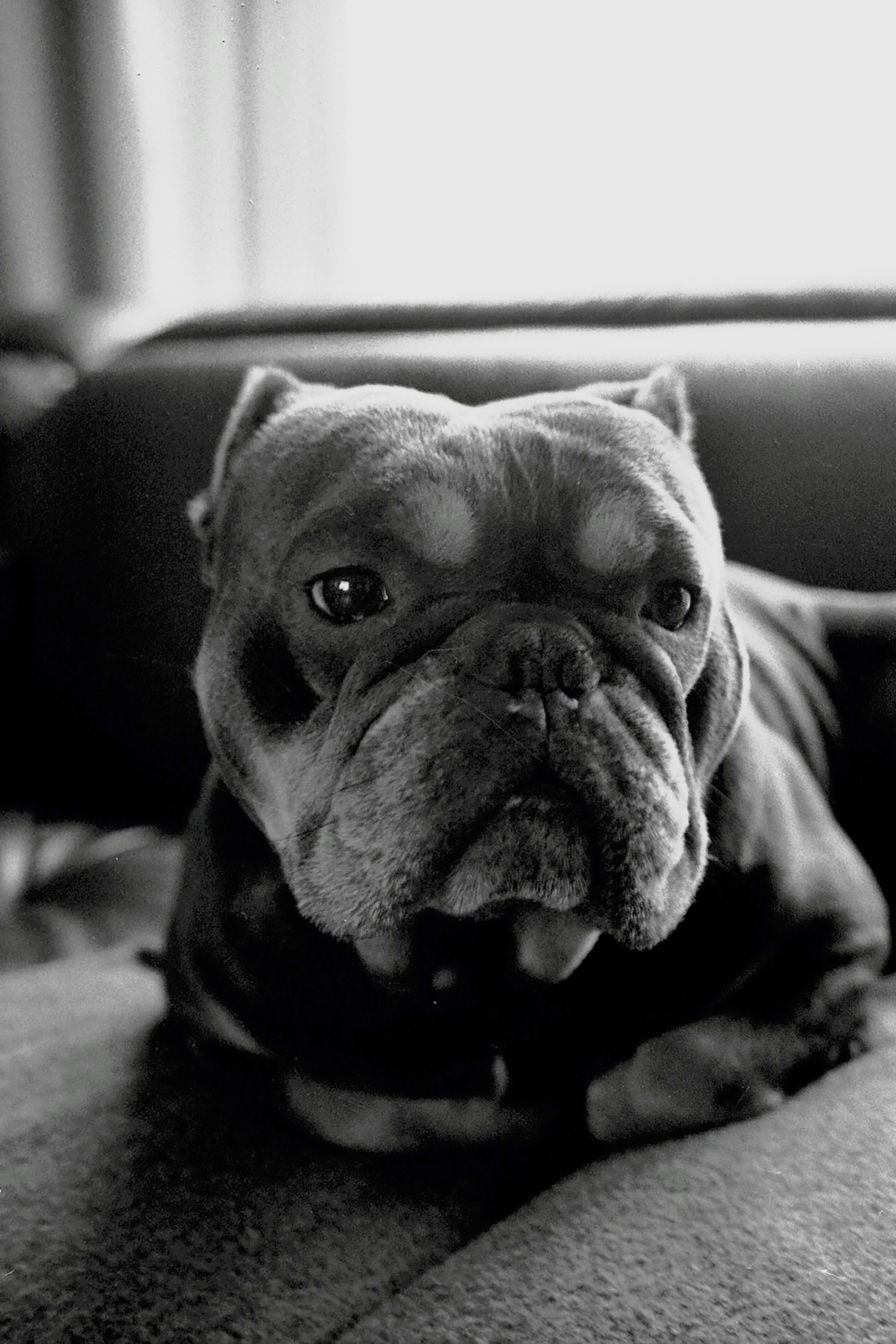 A dog lying on a bed photo – Free Dog Image on Unsplash