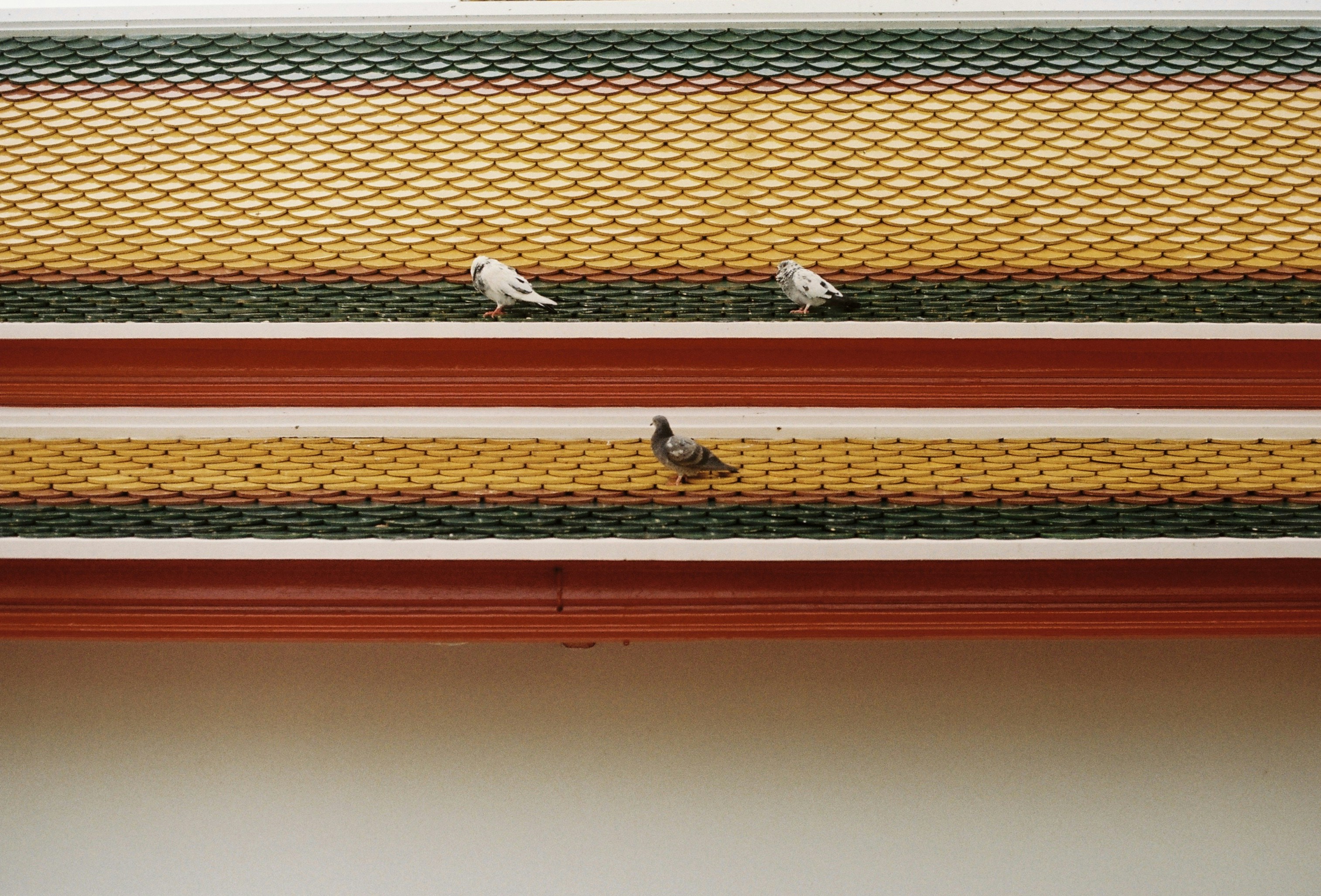 birds on a roof, 