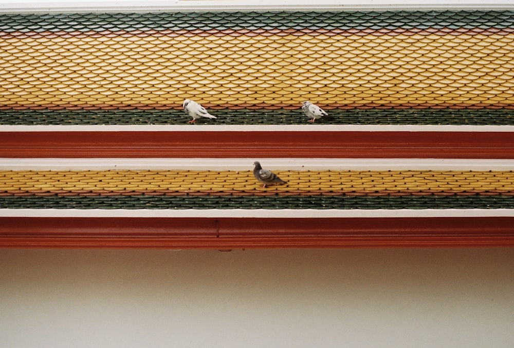 birds on a roof