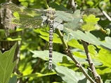 A dragonfly with transparent, speckled wings and a black and white striped body perches on a leafy green branch. The background consists of lush green leaves and branches, suggesting a forest or garden setting.