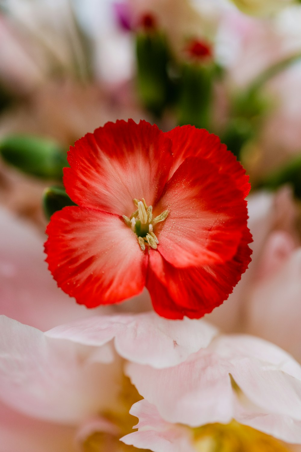 Un primer plano de una flor