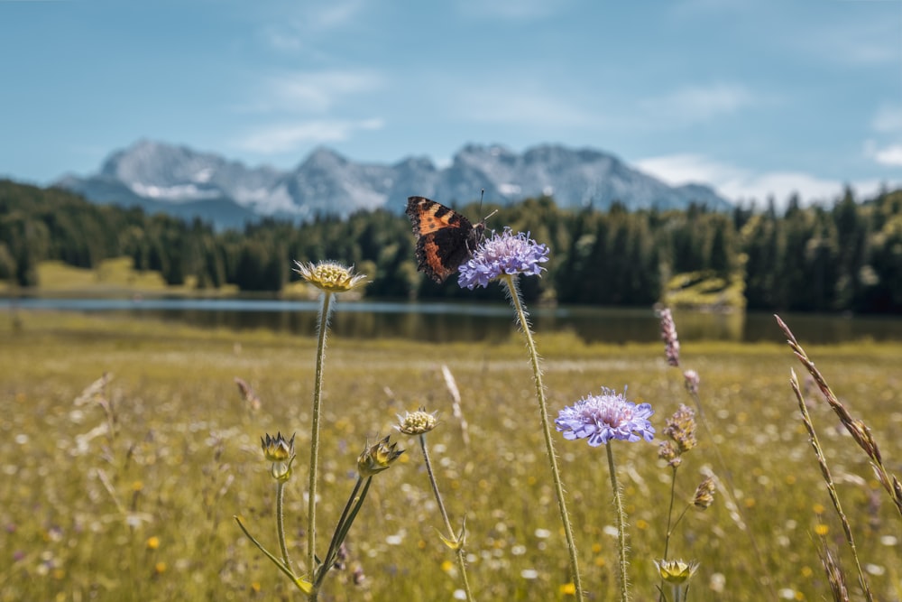 a butterfly on a flower