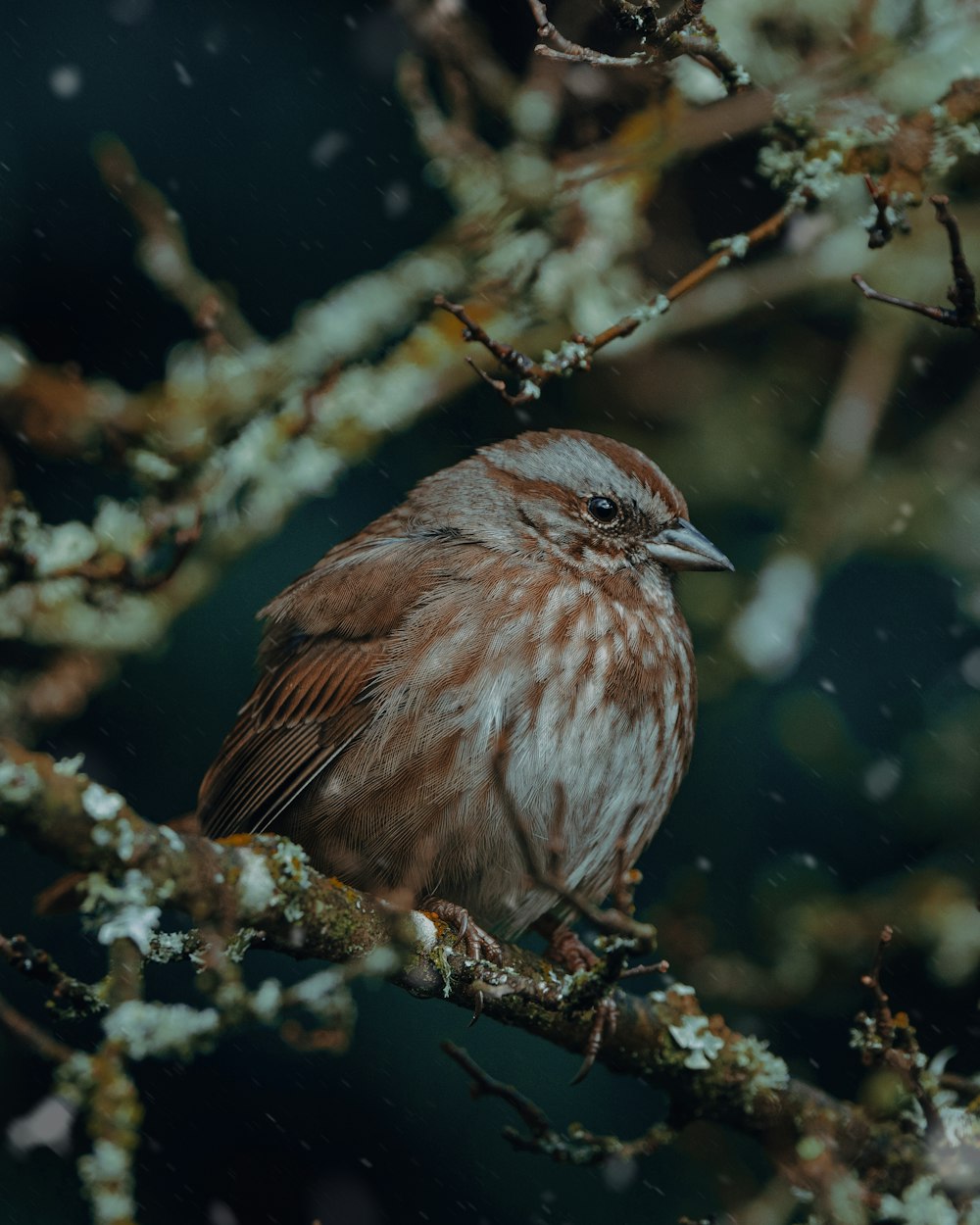 un uccello seduto su un ramo