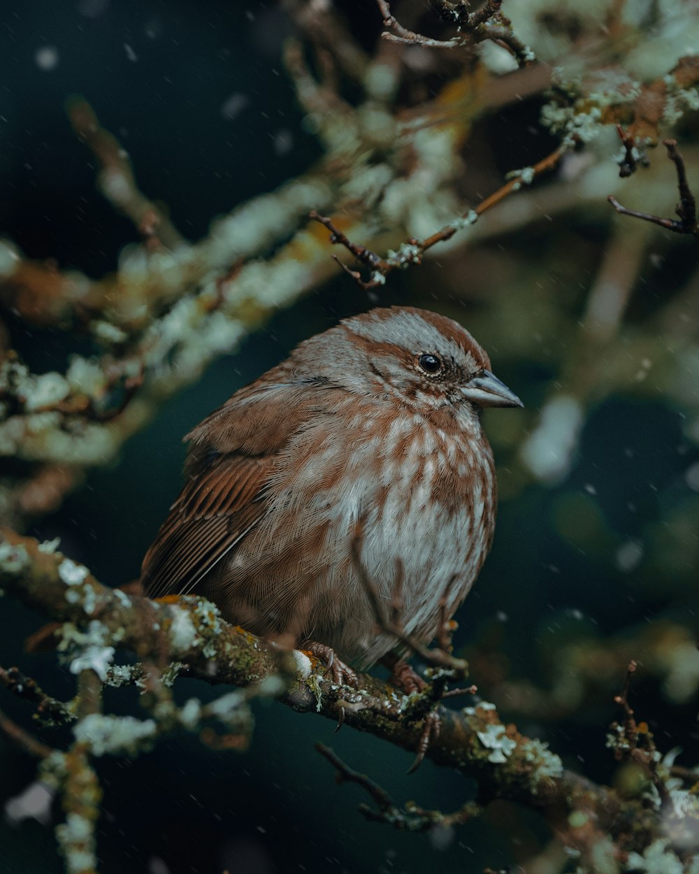 a bird sitting on a branch